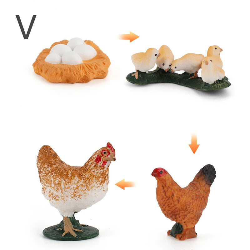 Life Cycle Animal & Plant Montessori Toy