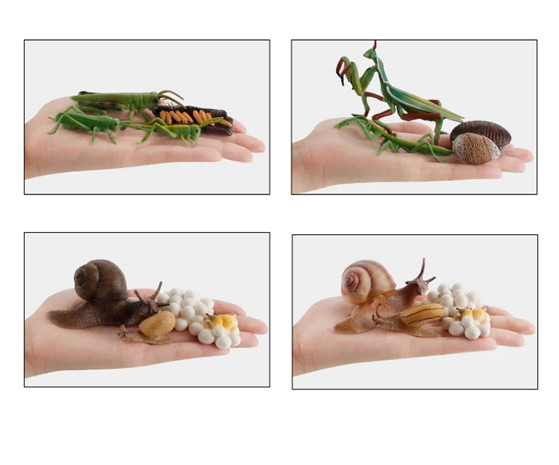 Life Cycle Animal & Plant Montessori Toy