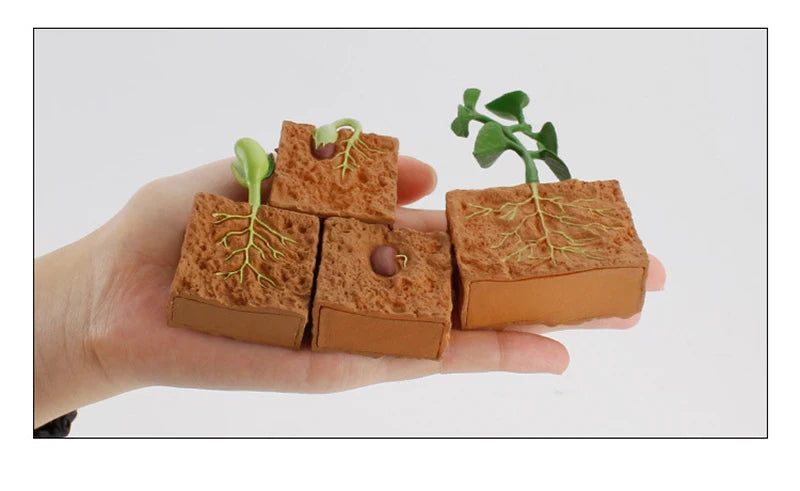 Life Cycle Animal & Plant Montessori Toy