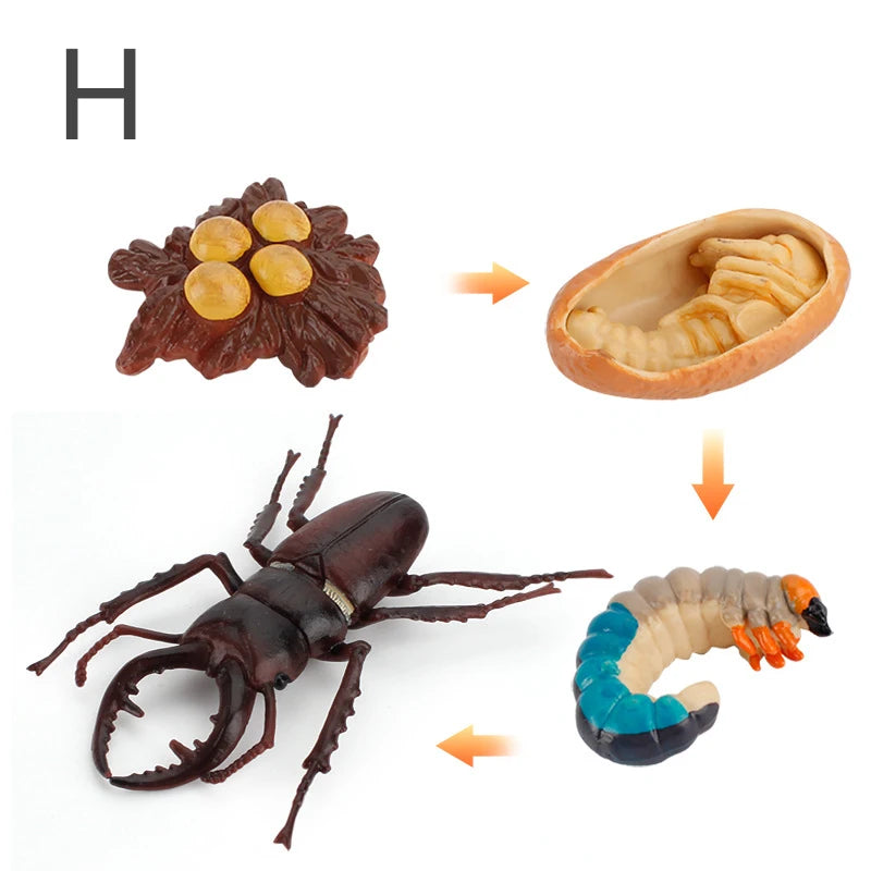 Life Cycle Animal & Plant Montessori Toy