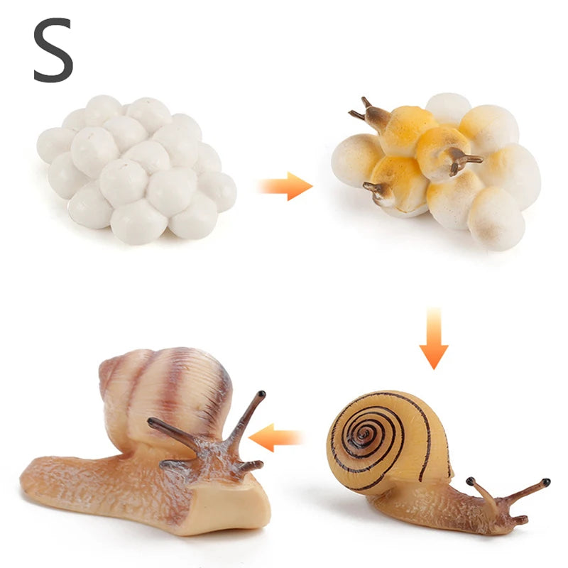 Life Cycle Animal & Plant Montessori Toy