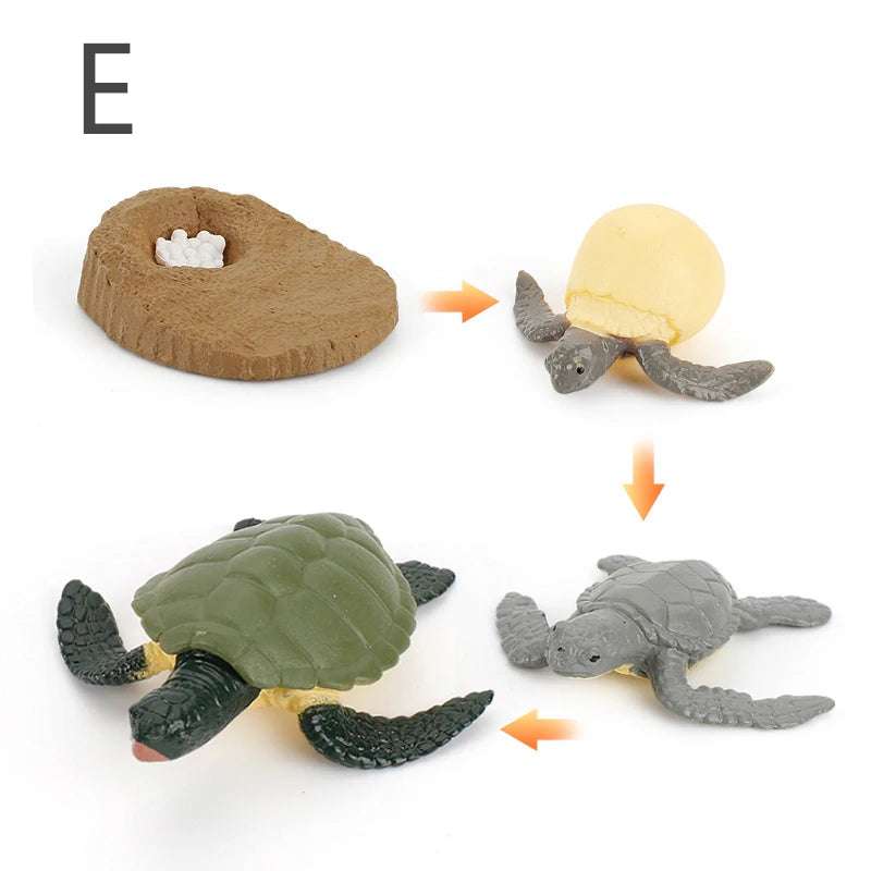 Life Cycle Animal & Plant Montessori Toy