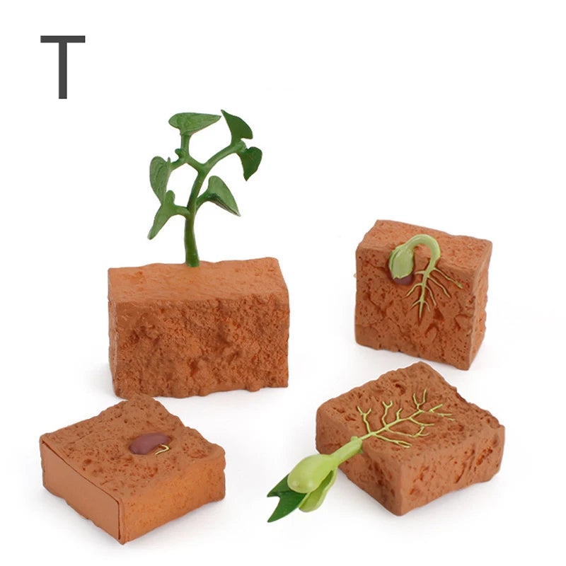 Life Cycle Animal & Plant Montessori Toy