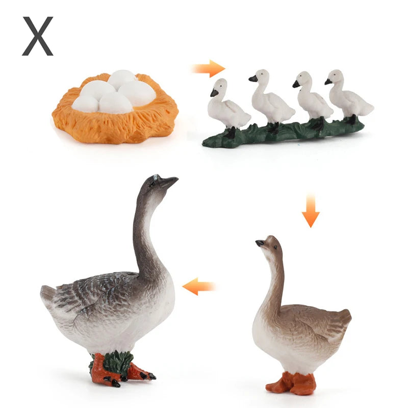 Life Cycle Animal & Plant Montessori Toy