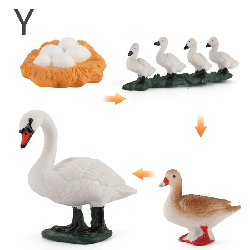 Life Cycle Animal & Plant Montessori Toy