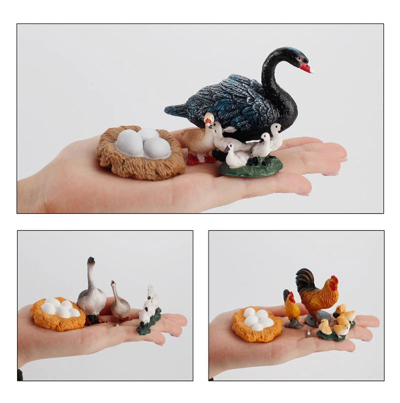 Life Cycle Animal & Plant Montessori Toy