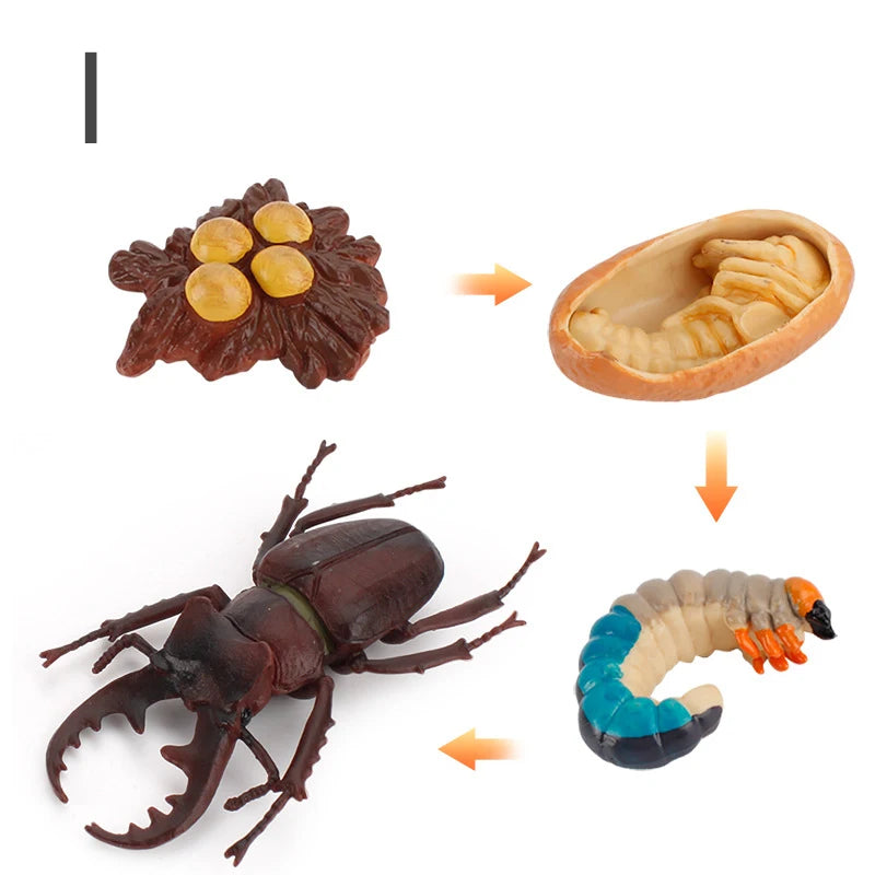 Life Cycle Animal & Plant Montessori Toy