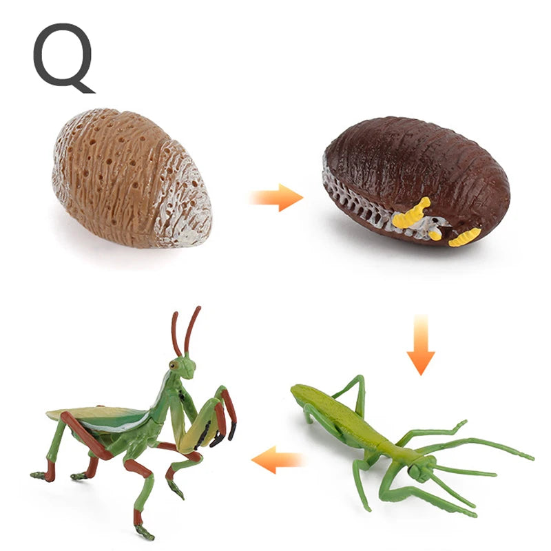 Life Cycle Animal & Plant Montessori Toy