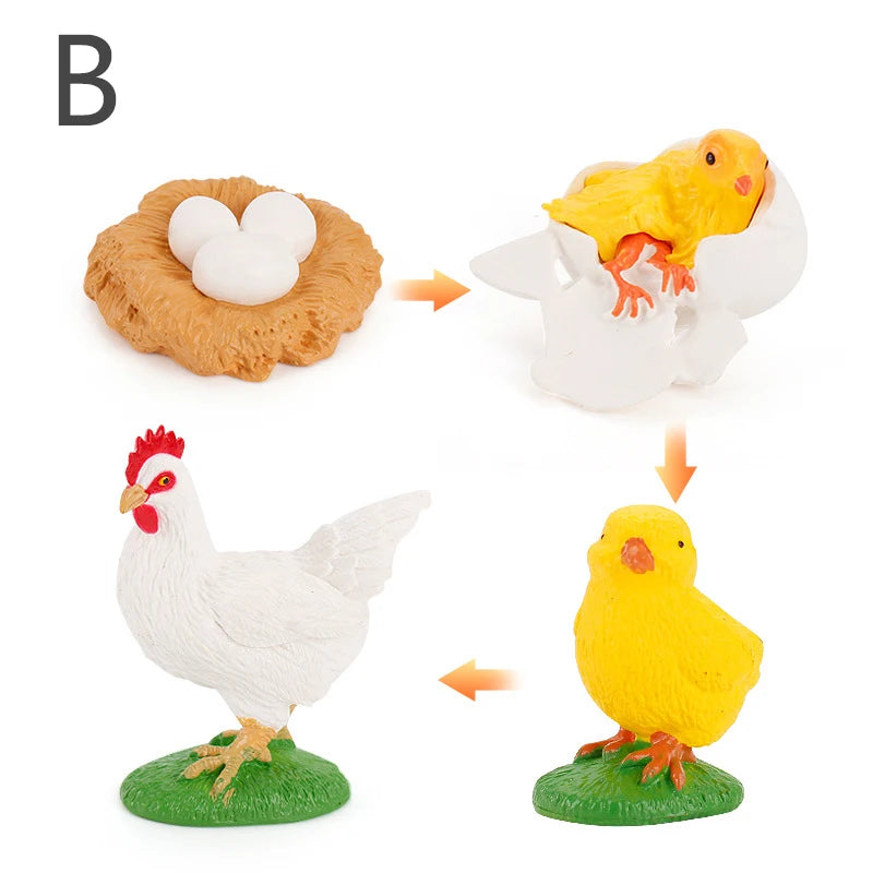 Life Cycle Animal & Plant Montessori Toy