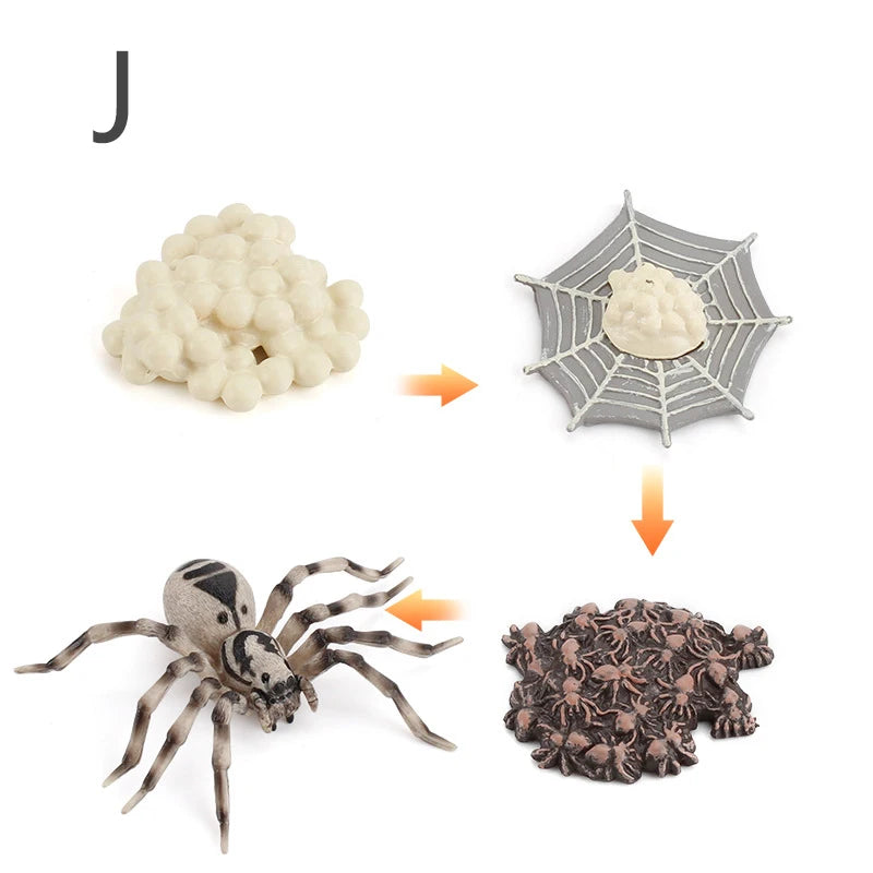 Life Cycle Animal & Plant Montessori Toy