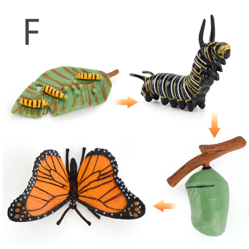 Life Cycle Animal & Plant Montessori Toy