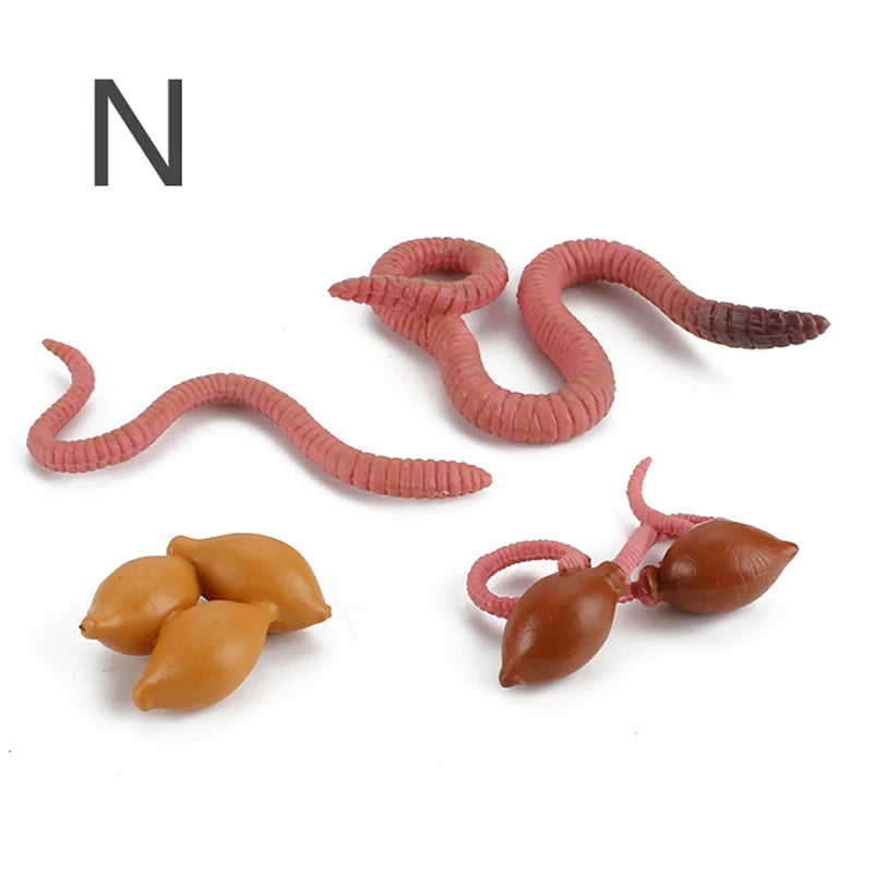 Life Cycle Animal & Plant Montessori Toy