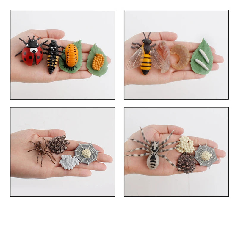 Life Cycle Animal & Plant Montessori Toy