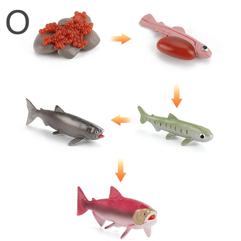 Life Cycle Animal & Plant Montessori Toy