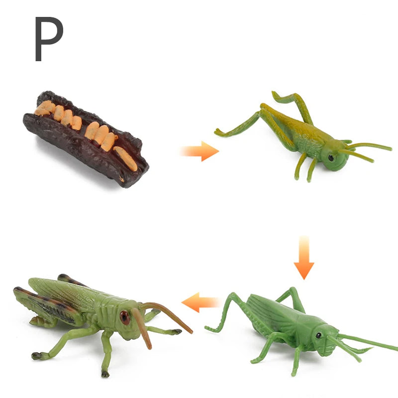 Life Cycle Animal & Plant Montessori Toy