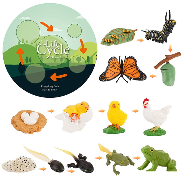 Life Cycle Animal & Plant Montessori Toy