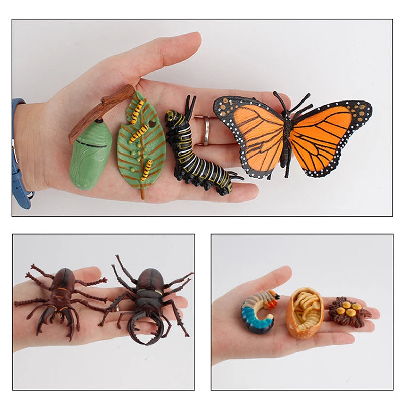 Life Cycle Animal & Plant Montessori Toy