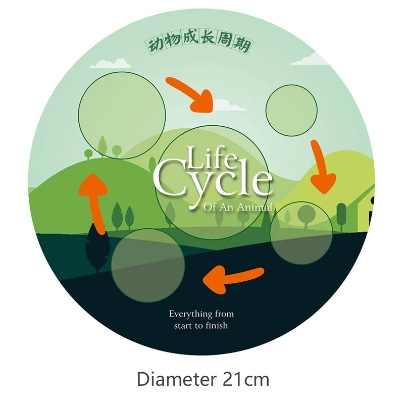 Life Cycle Animal & Plant Montessori Toy