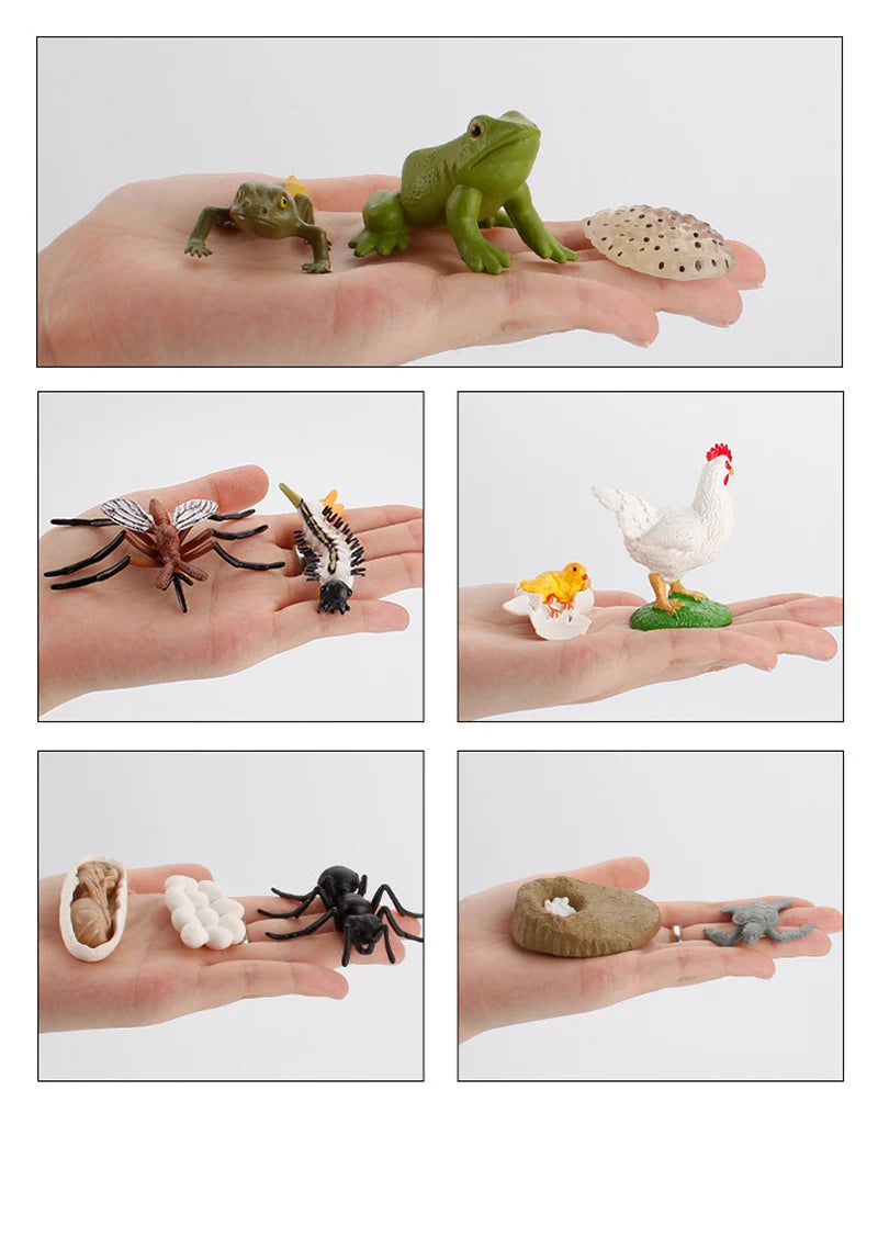 Life Cycle Animal & Plant Montessori Toy