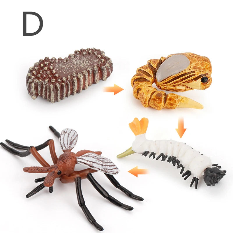 Life Cycle Animal & Plant Montessori Toy