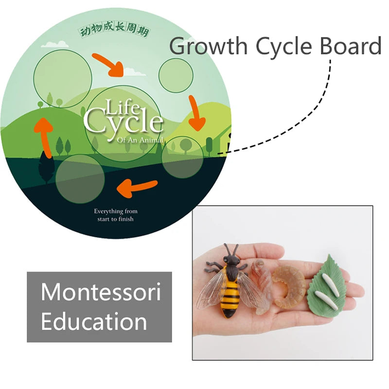 Life Cycle Animal & Plant Montessori Toy