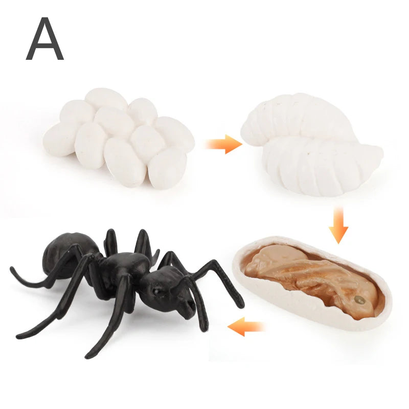 Life Cycle Animal & Plant Montessori Toy