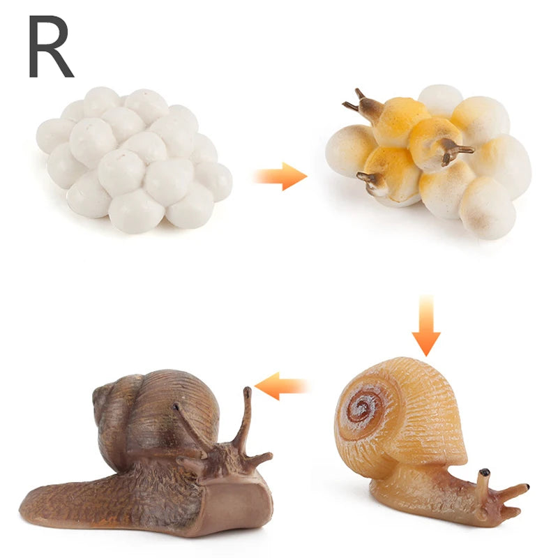 Life Cycle Animal & Plant Montessori Toy