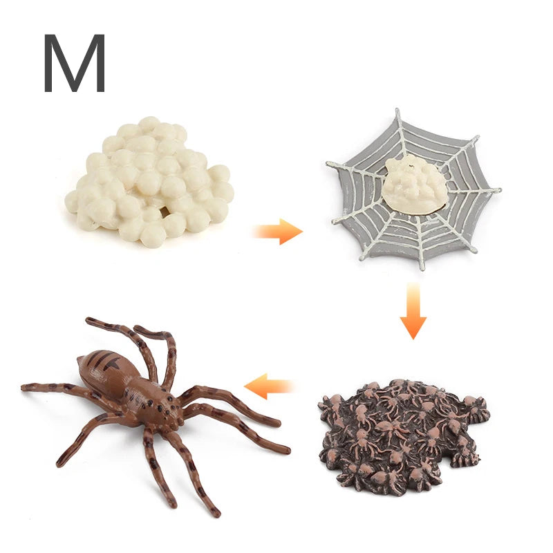 Life Cycle Animal & Plant Montessori Toy