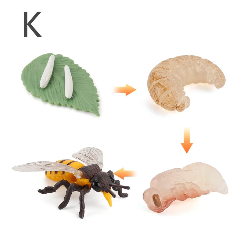 Life Cycle Animal & Plant Montessori Toy