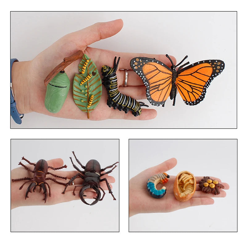 Life Cycle Animal & Plant Montessori Toy