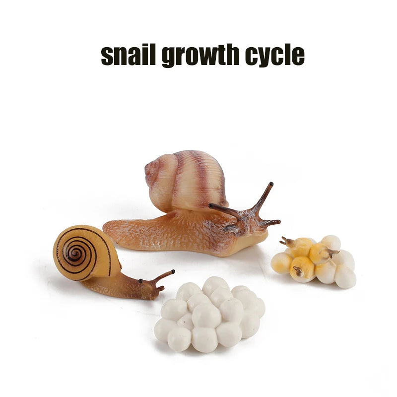 Animal & Plant Life Cycle Montessori Board