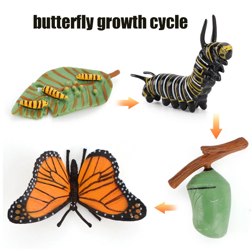 Animal & Plant Life Cycle Montessori Board