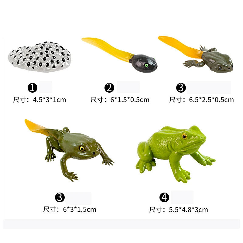 Animal & Plant Life Cycle Montessori Board