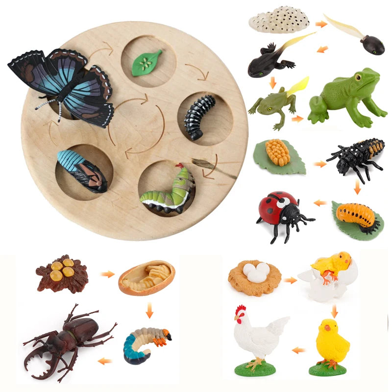 Animal & Plant Life Cycle Montessori Board
