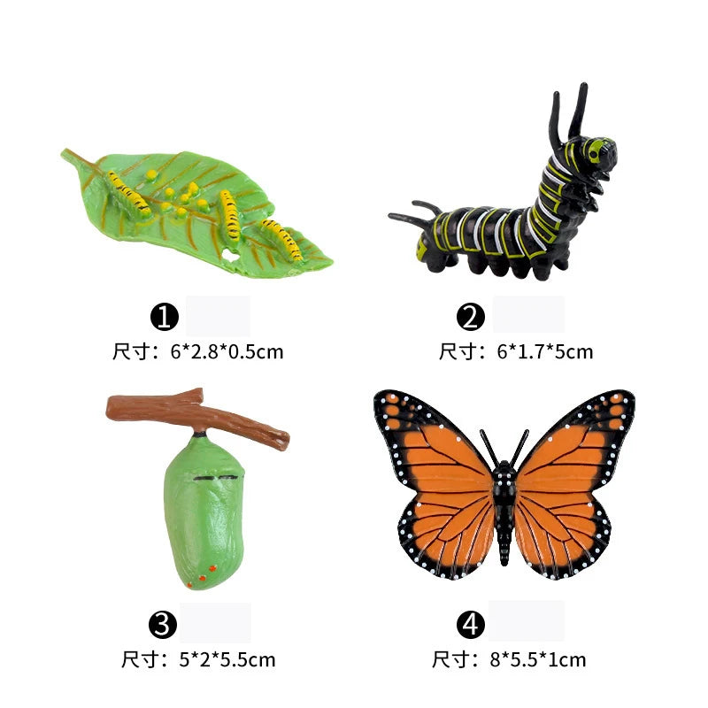 Animal & Plant Life Cycle Montessori Board