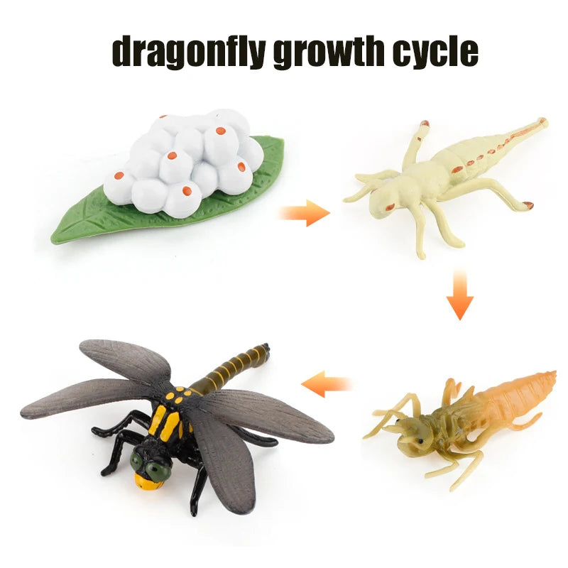 Animal & Plant Life Cycle Montessori Board