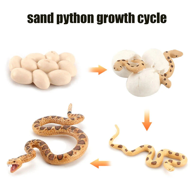 Animal & Plant Life Cycle Montessori Board