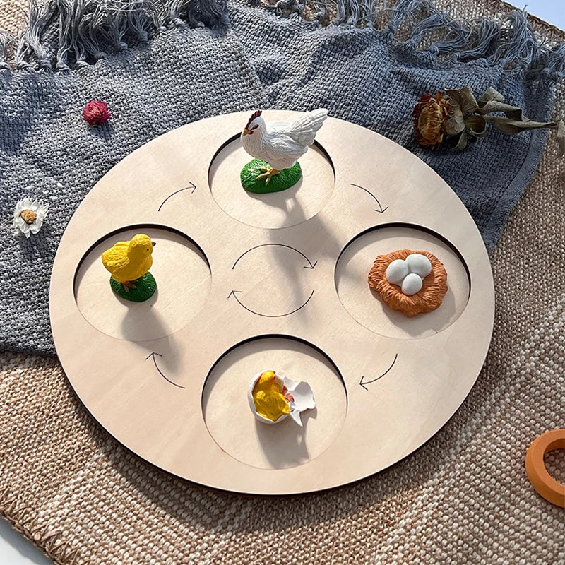 Animal & Plant Life Cycle Montessori Board