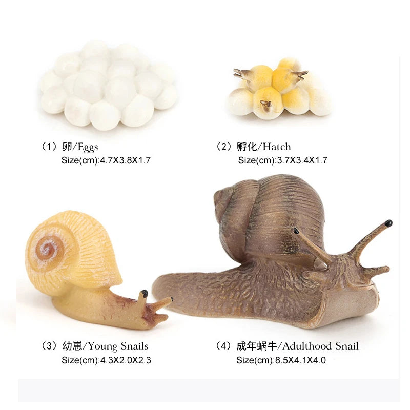 Animal & Plant Life Cycle Montessori Board