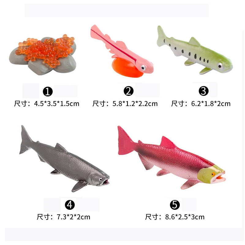 Animal & Plant Life Cycle Montessori Board