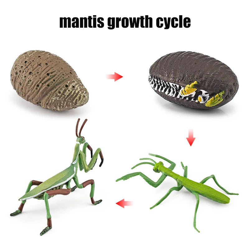 Animal & Plant Life Cycle Montessori Board