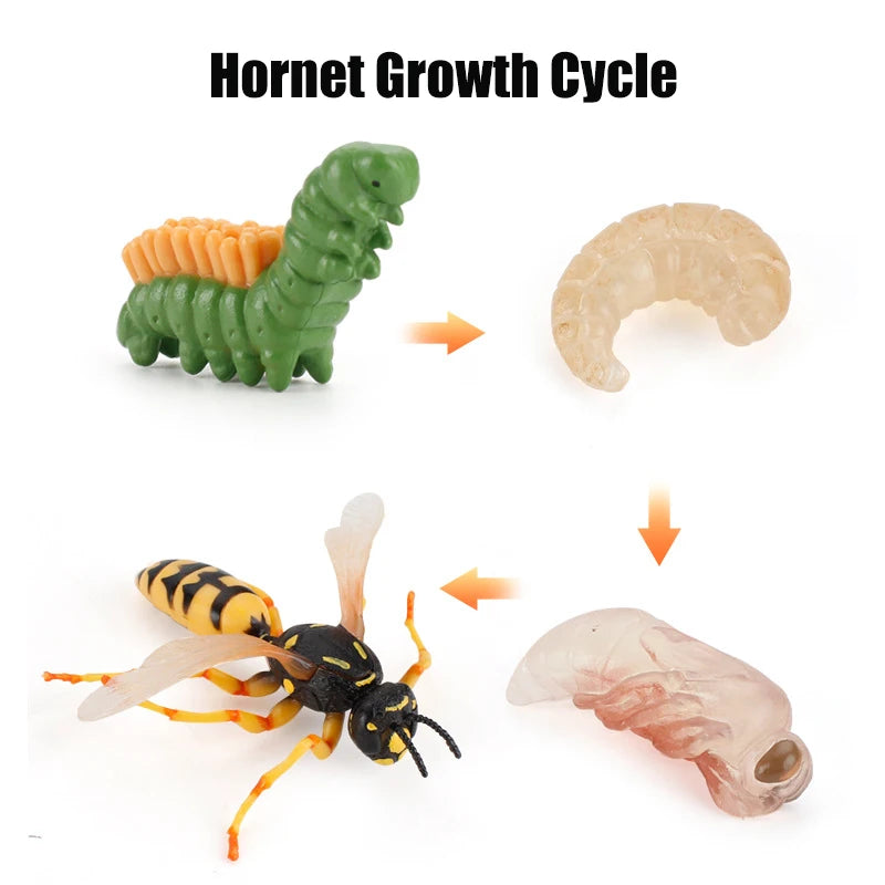 Animal & Plant Life Cycle Montessori Board