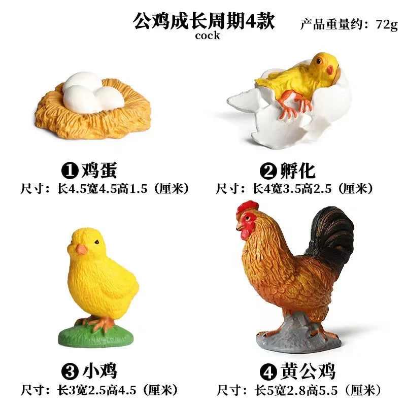 Animal & Plant Life Cycle Montessori Board