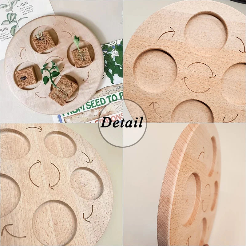 Animal & Plant Life Cycle Montessori Board