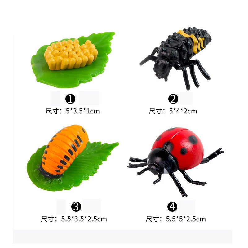 Animal & Plant Life Cycle Montessori Board