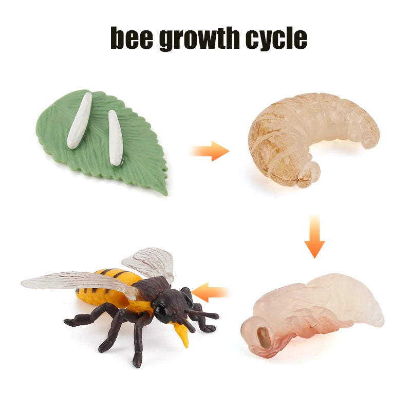 Animal & Plant Life Cycle Montessori Board