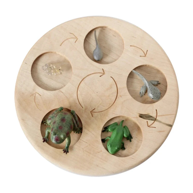 Animal & Plant Life Cycle Montessori Board