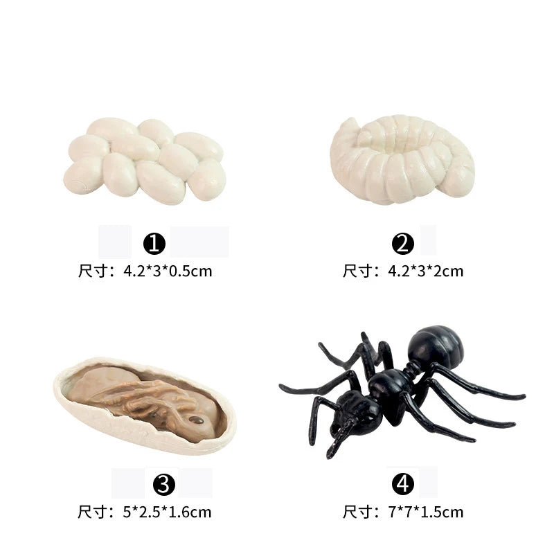 Animal & Plant Life Cycle Montessori Board