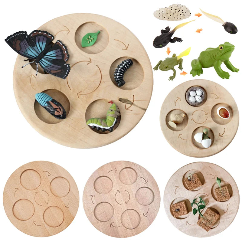 Animal & Plant Life Cycle Montessori Board