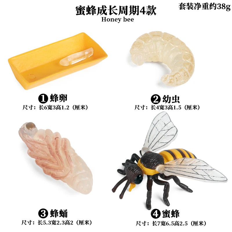 Animal & Plant Life Cycle Montessori Board